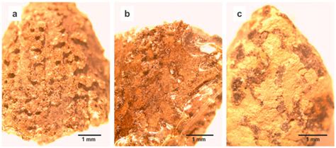 Forests | Special Issue : Pine Pitch Canker—Strategies for Management ...