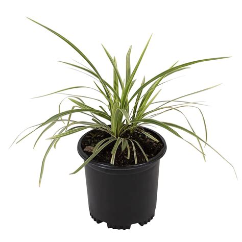 Aztec Grass Liriope Muscari Outdoor Plants Live Ornamental Grass Plants ...