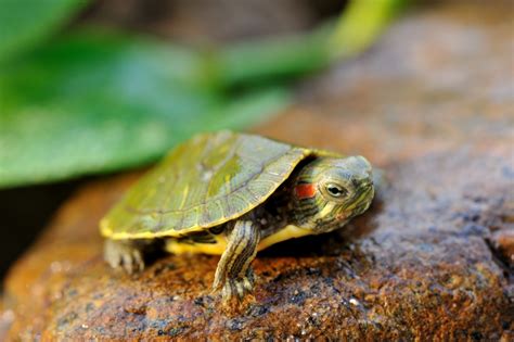 Image result for Unhealthy Turtle Shell