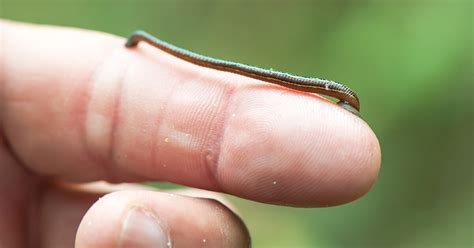 Here is what Ayurveda says about lich therapy | Sangbad Pratidin