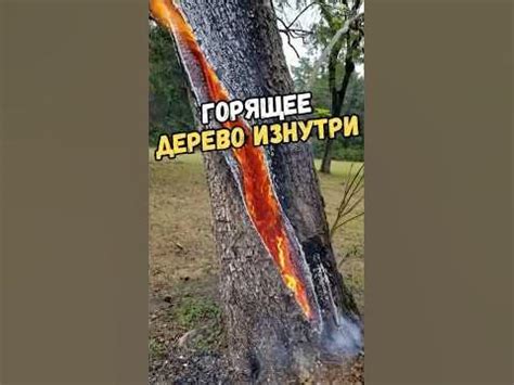 Горящее дерево изнутри - YouTube