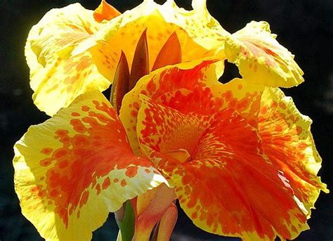 Yellow King Humbert Canna Rhizome - 2/3 eyes : Amazon.in: Garden & Outdoors