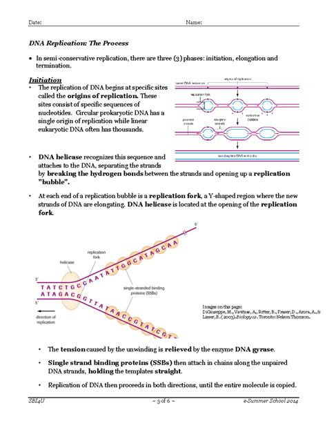 Semi Conservative Replication DNA Process 的图像结果