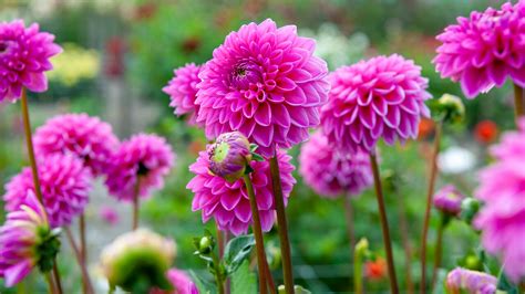 How To Plant Giant Dahlia Bulbs at Nadine Boeding blog