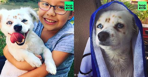 Voici Walter, un chien qui comprend la langue des signes