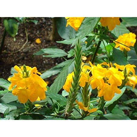 Siam Garden (1 Live plant) - Crossandra/Crossandra infundibuliformis ...