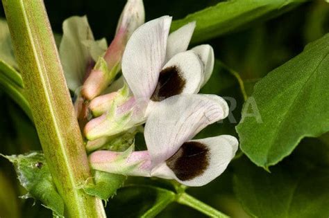 Buy Fava Beans - Bakla Seeds (Hybrid) Online in India-TrustBasket