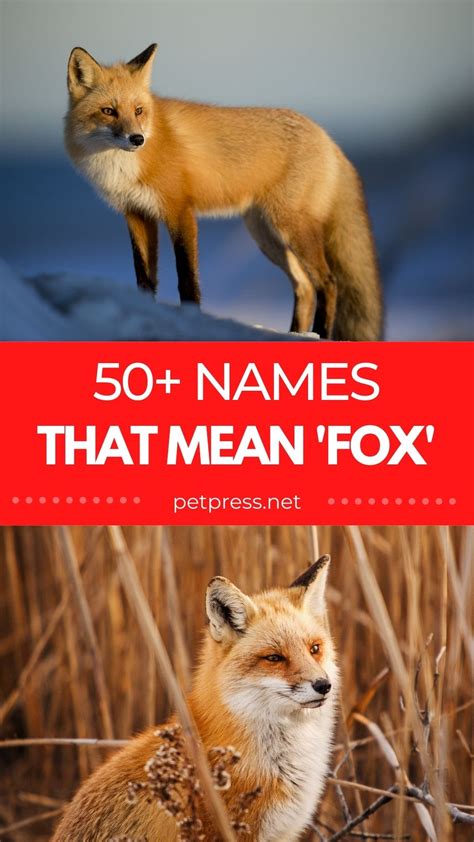 50+ Names That Mean Fox: Names Meaning Fox For Your Pet