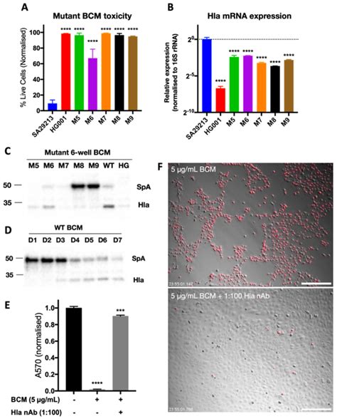Investigation of Staphylococcus aureus Biofilm-Associated Toxin as a ...