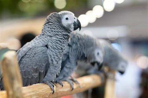 Cost Of Baby African Grey Parrot at Scarlett Packham blog