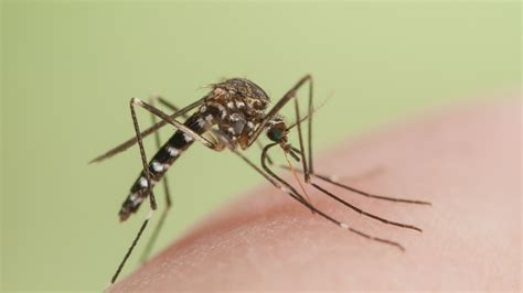 Giant Mosquito Bite