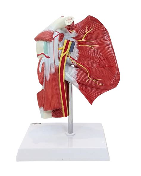 Axis Scientific Muscled Shoulder Joint Model – | Ubuy India