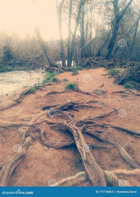 Image result for Tree Pictures Entangled