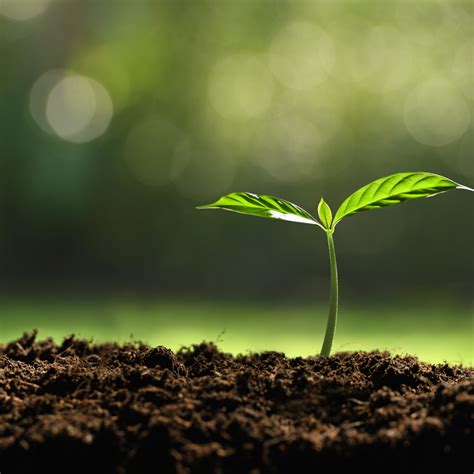 Let Love Grow — Nashville Food Project