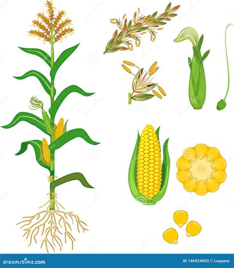 Corn Labeled Parts Of Plant