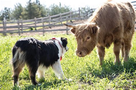 RUSTY JADE RANCH (Caledon) - Ranch Reviews & Photos - Tripadvisor