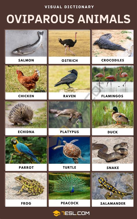Oviparous Animals: List of Popular Animals that Lay Eggs