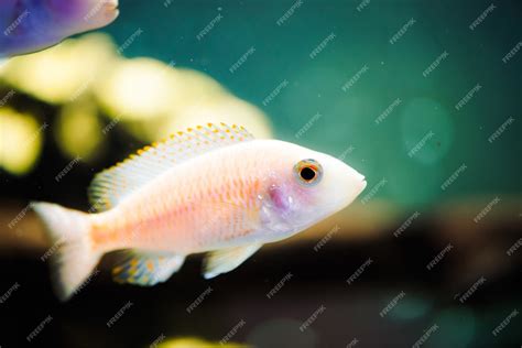 Albino Red Zebra Cichlid