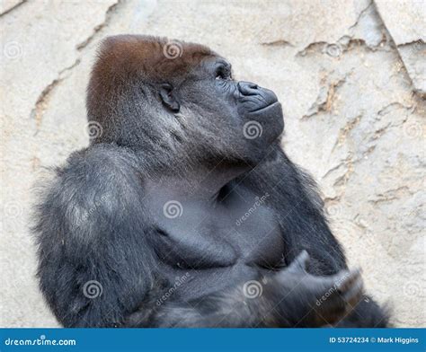 Big silverback gorilla stock photo. Image of fierce, face - 53724234