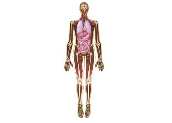 Image result for Inner Imaging Body Scan