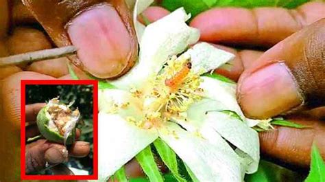 Pink Bollworm : పత్తిలో గులాబీ రంగు పురుగు ఉధృతి నివారణ? | Prevention ...