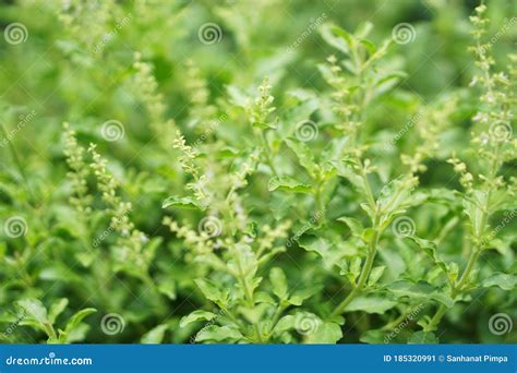Organic Holy Basil Seed Ocimum Tenuiflorum Or Tulsi In Letter V Shape ...