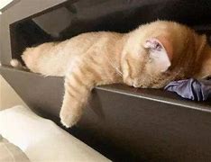 Image result for 筋疲力尽 exhausted