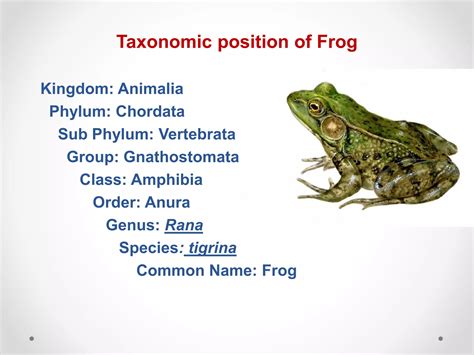 Phylum Chordata Frog