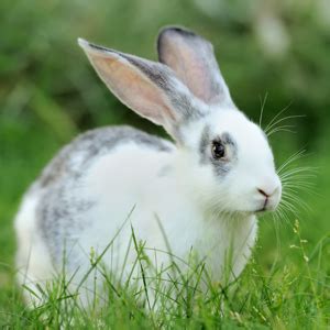 Buy BOLTZ Growth Hay 600 gm for Rabbits, Guinea Pigs and Hamsters and ...