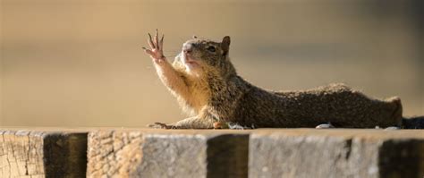 Download wallpaper 2560x1080 rock squirrel, gopher, funny, animal dual ...