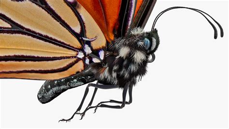 Animated Flying Monarch Butterfly Fur Rigged 3D model | 3D Molier ...