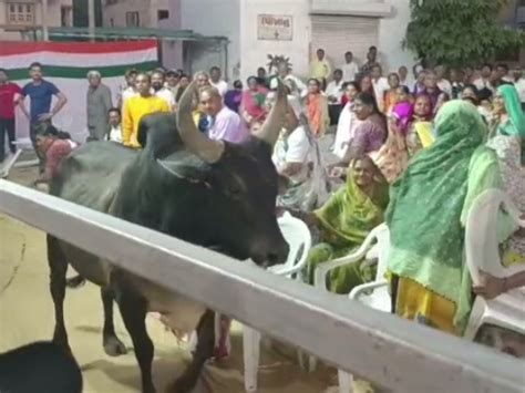 Where did the bull come to Gehlot's meeting in Mehsana? Congress leader ...