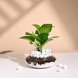 FlowerAura Air Purifying Lucky Money Live Terrarium Plant In Potpourri ...