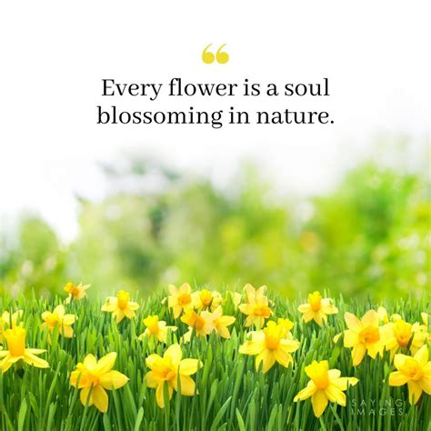 35 Beautiful Flower Quotes to Celebrate Life, Hope, and Love ...