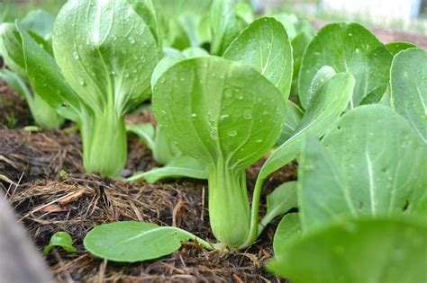 How to grow baby bok choy (pak choi) – Sara's Kitchen Garden