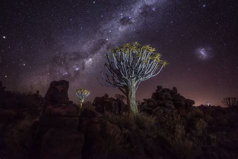 Amazing Tree Night Photography Wallpaper, HD Nature 4K Wallpapers, Images and Background ...