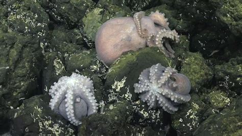 Octopus Hatching