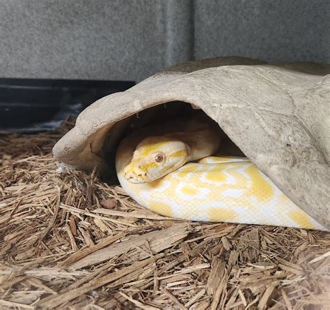 Image result for Everglades Python Hunting