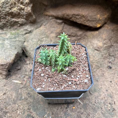Huernia Pink Eye Succulent Plant