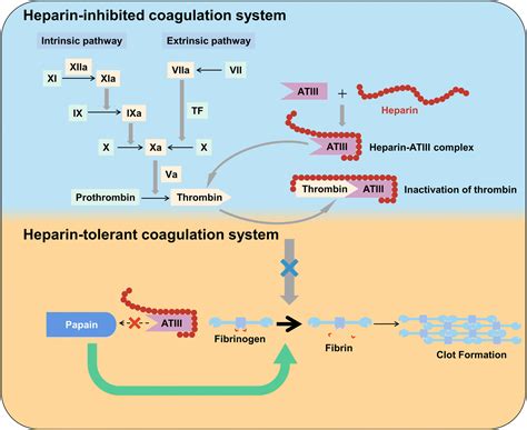Coagulation Cascade Heparin