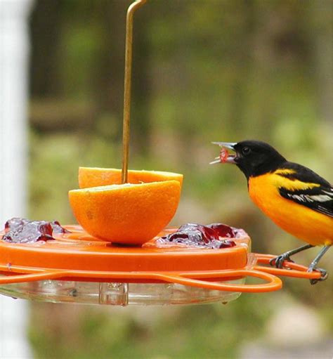 Oriole Bird Feeder - Lee Valley Tools