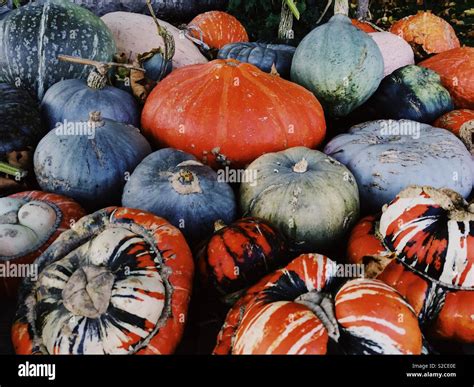 Types of squash hi-res stock photography and images - Alamy