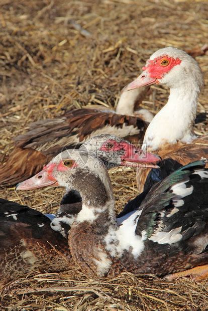 番鸭坐在家禽的粪便堆上院子里的家禽家禽住在农场家禽生活在家禽中乡高清图片下载-正版图片504229325-摄图网
