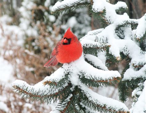 Kentucky’s colorful state bird - Kentucky Living