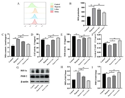Resveratrol Ameliorates High Altitude Hypoxia-Induced Osteoporosis by ...