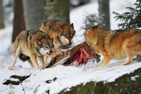 What Do Wolves Eat? | Field & Stream