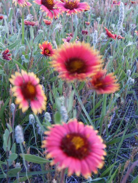 Reflections: Indian Paintbrush Flowers