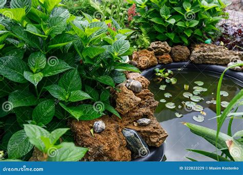 Garden Pond with Water Lily Surrounded by Lush Greenery and Decorative ...