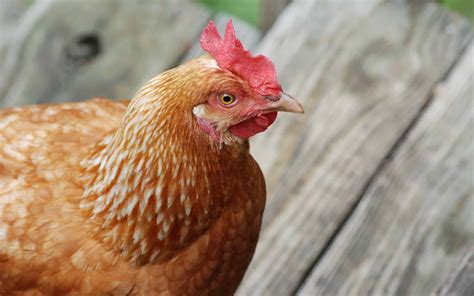 Golden Comet Chicken: Characteristics, Egg Production, Price, and More ...