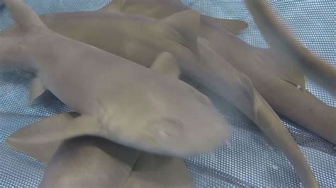 Nurse Shark Bite